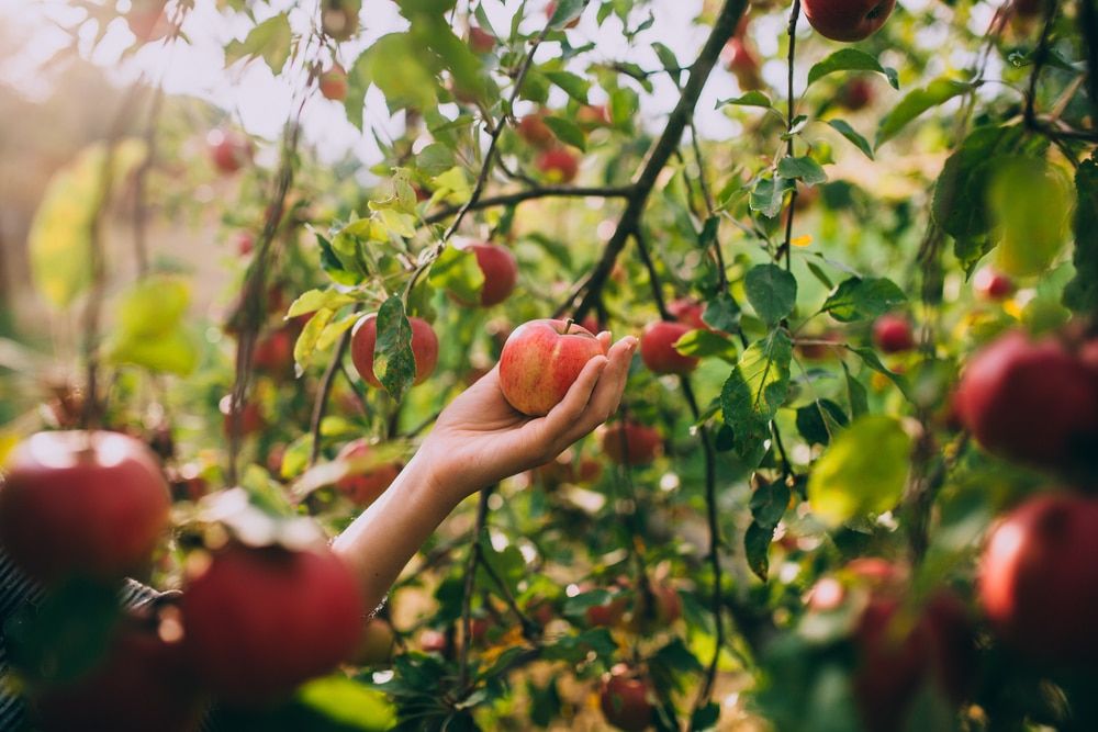 Apple orchard picking is one of the best things to do in Minnesota in the fall