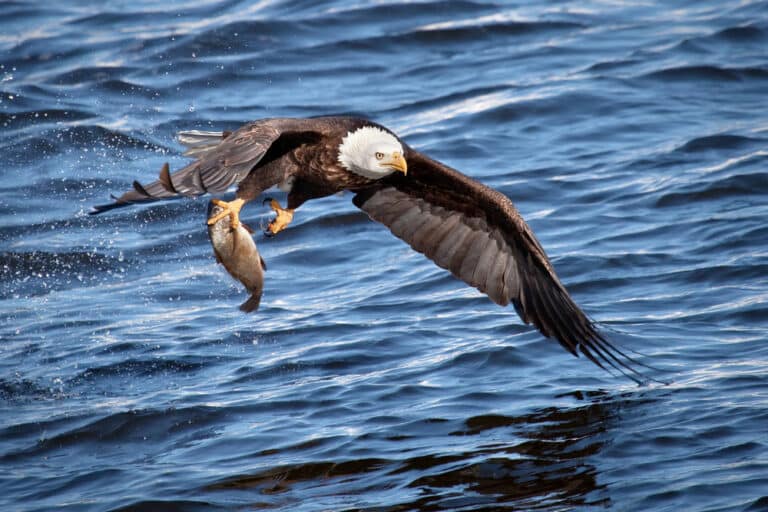 Visit the National Eagle Center in Wabasha for prime eagle viewing in the winter
