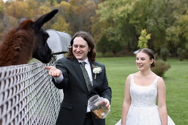 Llamas and newlyweds