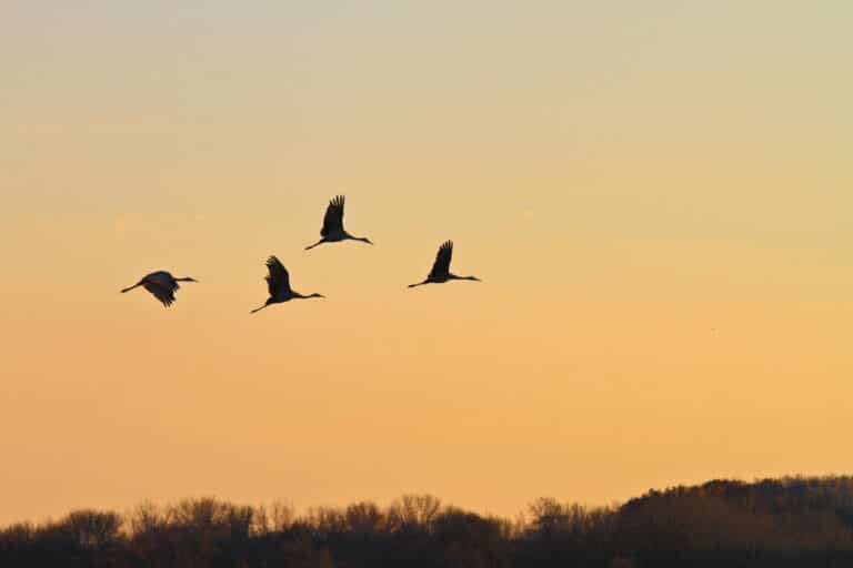 Birds flying over the Horicon National Wildlife Refuge in Wisonsin