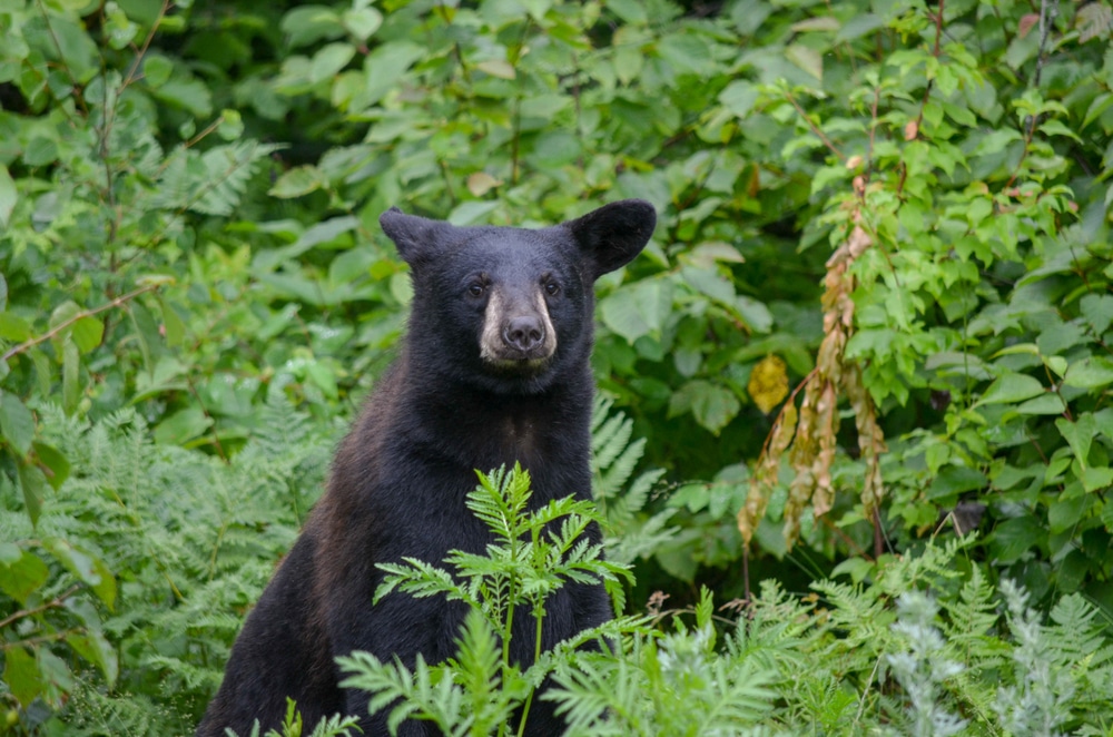 Seeing black bear is one of the best things to do in Ely, Minnesota