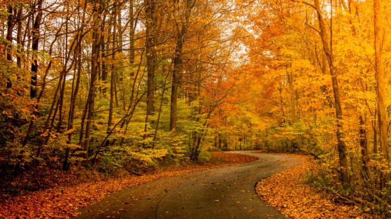 Winding road through the woods - one of the best places to visit in the Midwest for fall colors