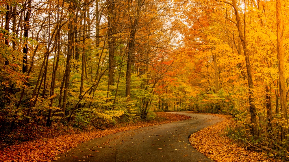 Winding road through the woods - one of the best places to visit in the Midwest for fall colors