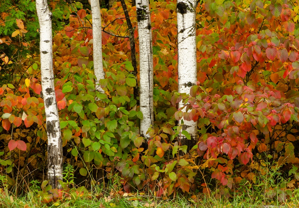 Pagoda Dogwoods in the fall at Newport state Park in Door County, Wisconsin