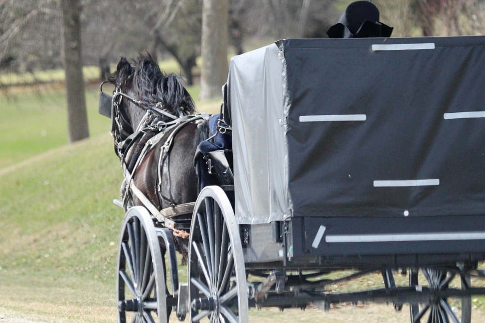 Amish Buggy in the countryside - one of the many things to do in Lanesboro, MN this fall