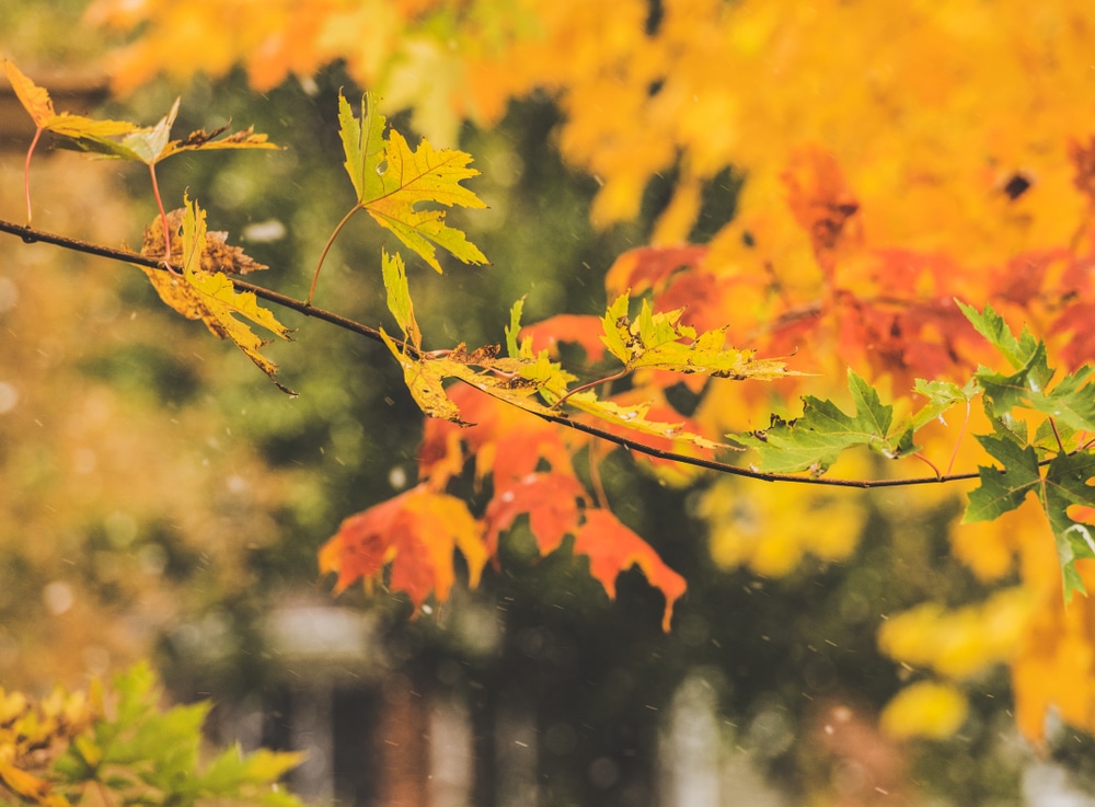 Changing fall leaves - learn about the best places in the Midwest for fall colors