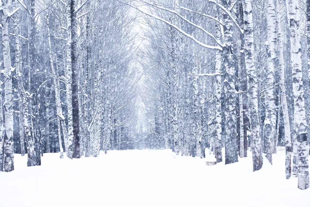 Winter walks in the woods during romantic getaways in Wisconsin