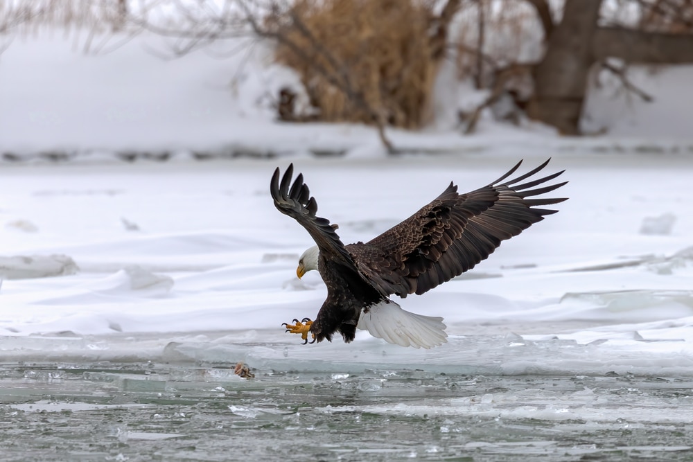 Bald eagle hunting along the Mississippi River in winter, near the National Eagle Center in Minnesota