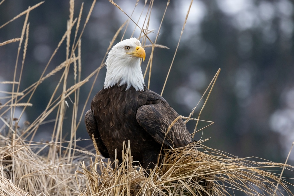 Bald Eagle sitting in its nest near the National Eagle Center in Minnesota