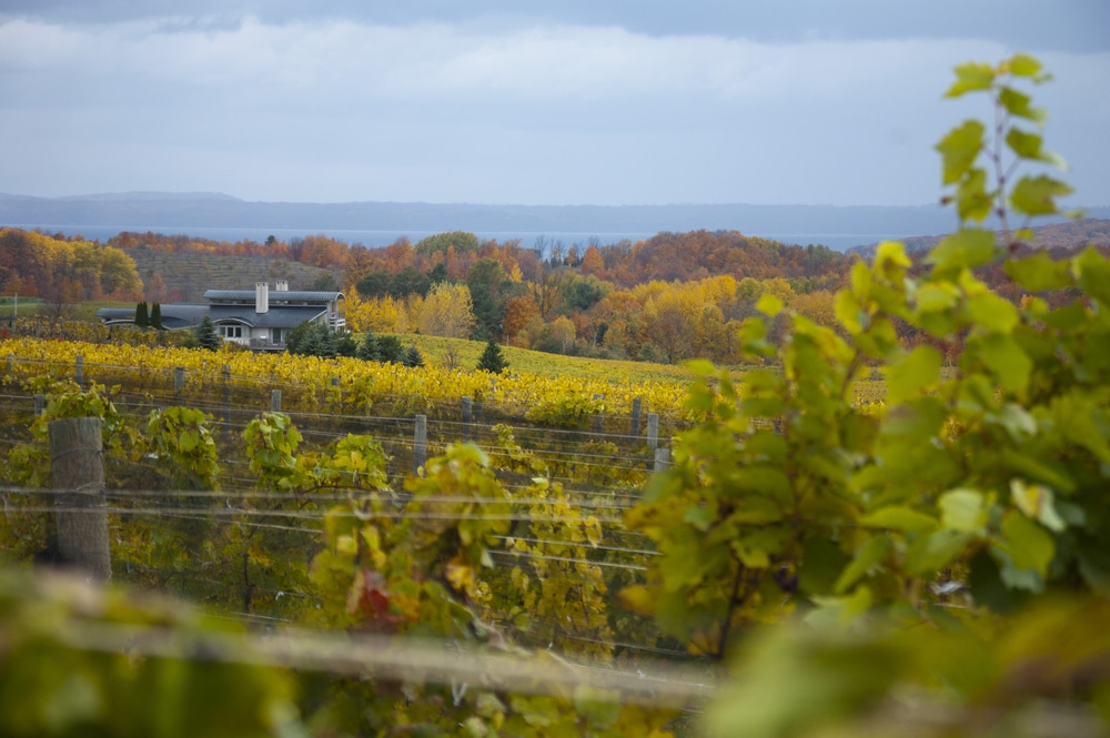 Vineyard on Michigan's Leelanau Peninsula - one of the best things to do in Michigan!