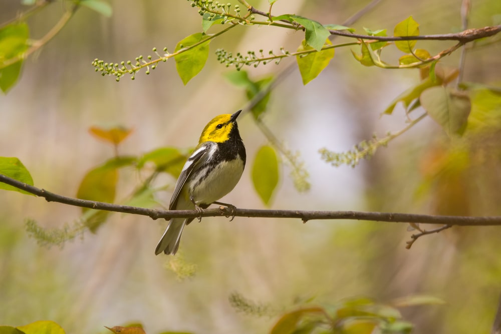 black throated warbler, one of the most unique Wisconsin birds you can find at Wyalusing State Park