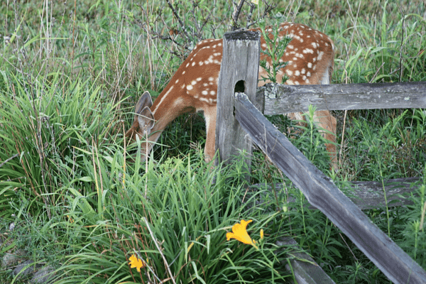 A-Dove-Nest-Kingston-Fawn-2024-06-24-e1719337015718