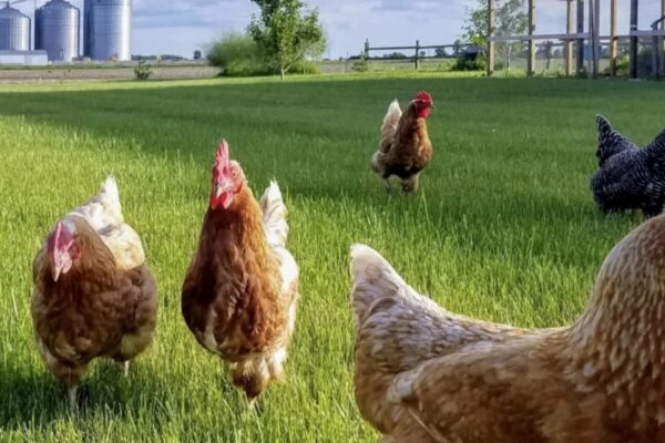 FrankenmuthCountryBnB-Outside-3-A-e1724784577751