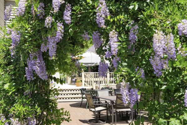 Lamplighter-Wisteria-2024-06-16-e1719018366801