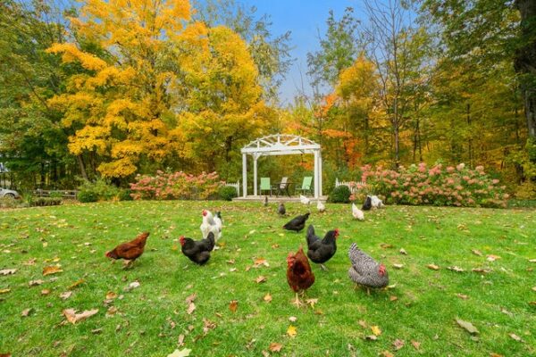 Vintage-Inn-South-Haven-Chickens-2024-06-22-e1719077125746