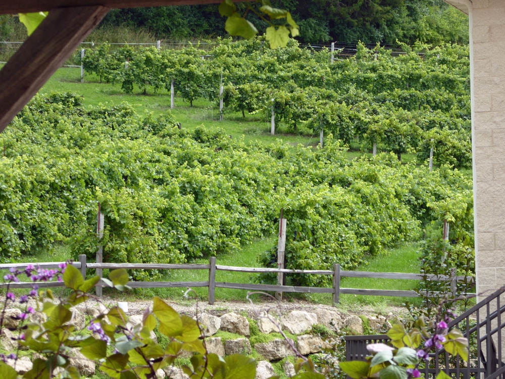 vineyard in Door County, where you'll find some of the best Wisconsin wineries
