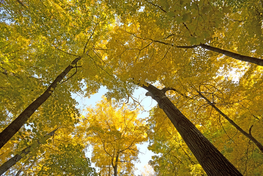 Overhead tree canopy during the fall at Pikes Peak State Park in Iowa