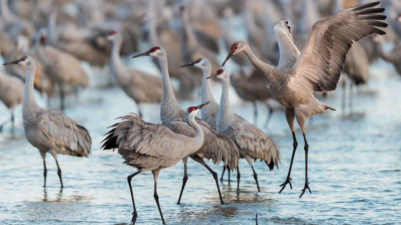 Sandhill Crane Migration in Kearney, Nebraska, along the Platte River