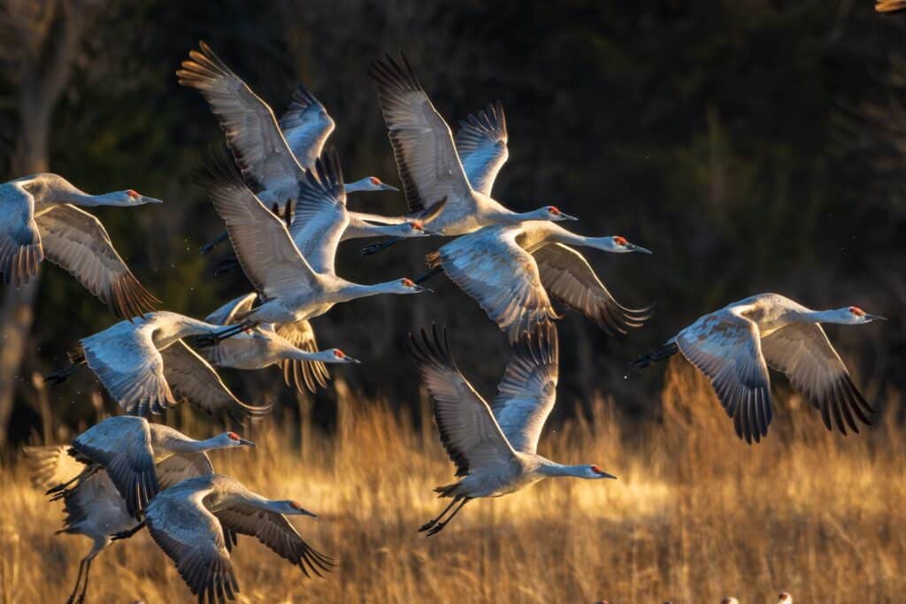 The Sandhill Crane Migration in Kearney, Nebraska